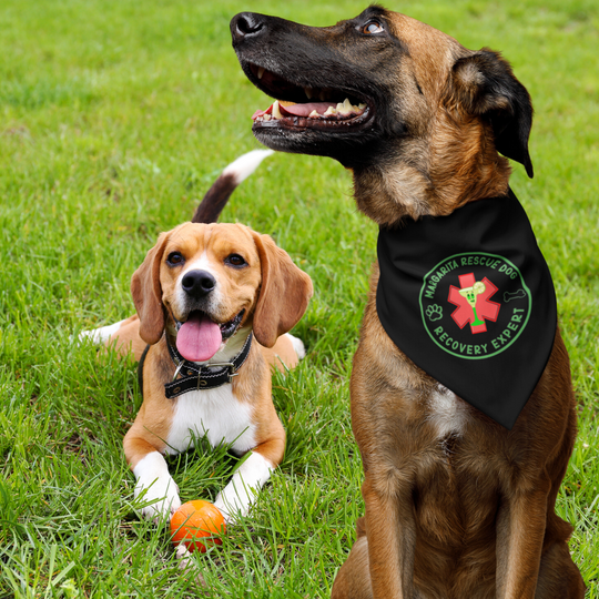 Margarita Rescue Dog - Recovery Expert Bandana Collar Black